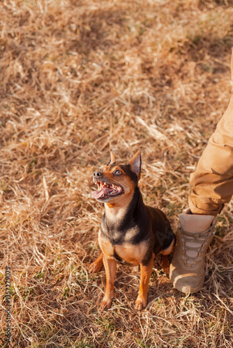 Playful pinscher waiting for a command
