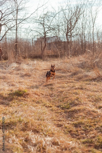 Playful pinscher waiting for a command