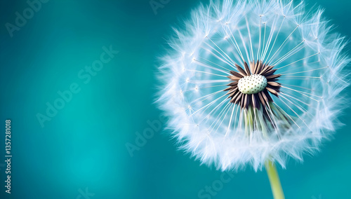 A close-up of a dandelion seed head showcasing delicate feathery seeds against a serene blue background. © sornram