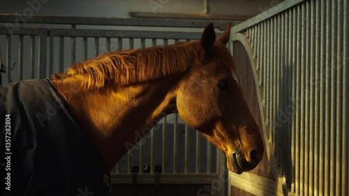 Brown Horse Standing in a Stable Stall- perfect light 