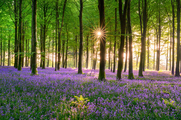 Handdoek met foto Zorgcentrum Vibrant blooming carpet of bluebells on the forest floor in a beautiful British woodland at sunrise.  © _Danoz