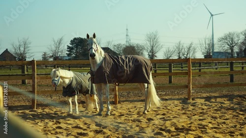 Slow Motion – White Mare and Foal Standing Gracefully