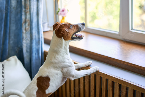 Cute dog Jack russel terrier standing on two legs