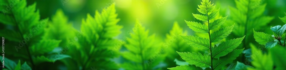 Fototapeta premium Beautiful lush fern leaves with vibrant green foliage creating a natural floral background, illuminated by sunlight with a gentle glare on the leaves, sunlight, beautiful