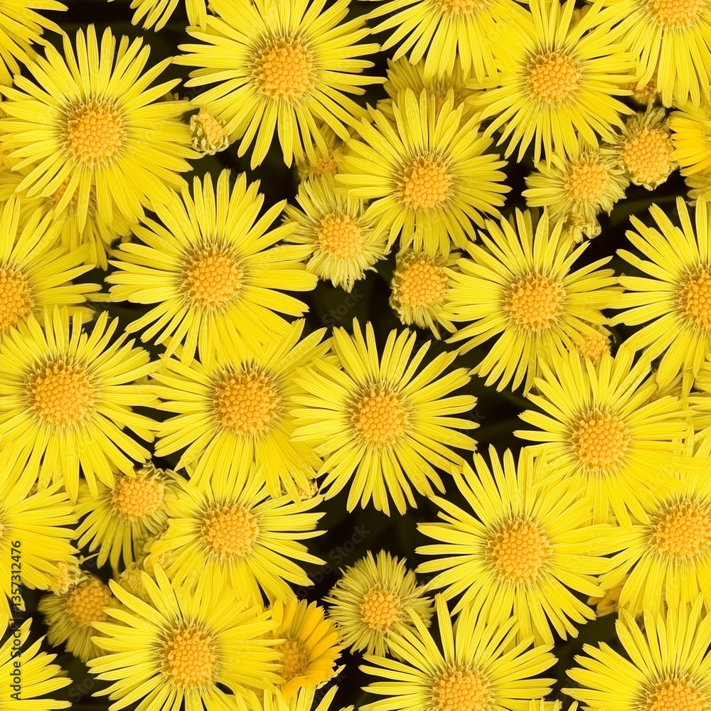 Fototapeta premium Closeup of bright yellow coltsfoot flowers, seamless pattern