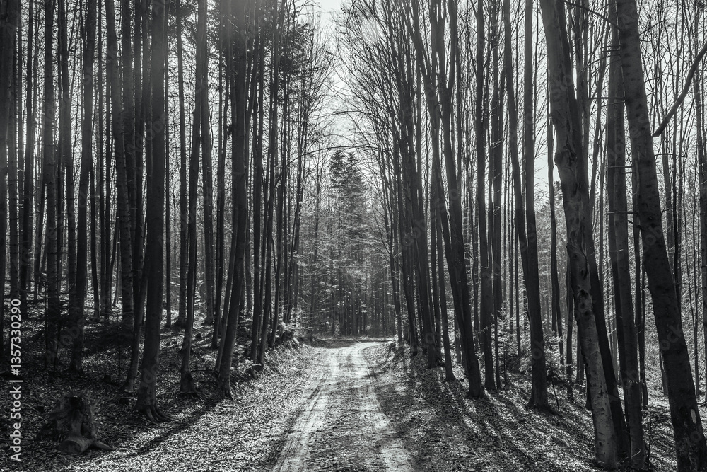 Fototapeta premium Forest, Carpathians, Photos of nature - Europe, Eastern Europe, Romania 