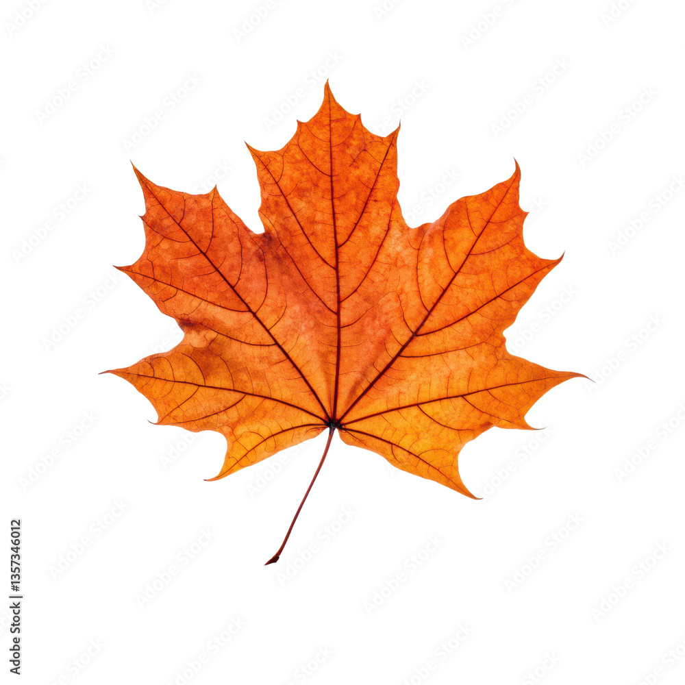 Vibrant orange maple leaf showcasing intricate veins and natural beauty Vibrant orange maple leaf showcasing intricate veins and natural beauty
