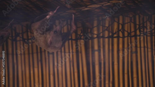 bats hanging upside on ceiling in zoo enclosure