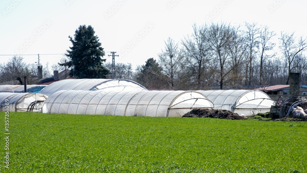 Green field with sunlight on greenhouse domes, sustainable farming, agriculture innovation, spring cultivation Green field with sunlight on greenhouse domes, sustainable farming, agriculture innovation, spring cultivation