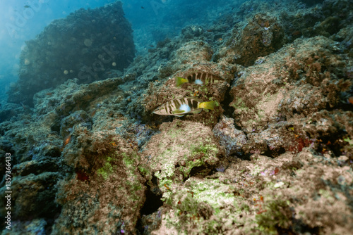 Obraz na płótnie Painted Comber, Serranus scriba underwater, Benidorm, Spain