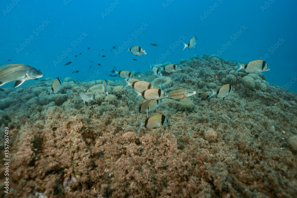 Swimming Common Two-Banded Seabream Diplodus vulgaris and Corb fish in the ocean