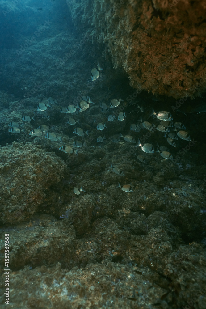 Fish school of Common Two-Banded Seabream Diplodus vulgaris on underwater coral reef in ocean