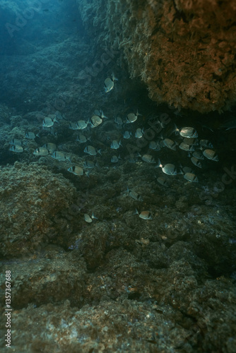 Obraz na płótnie Fish school of Common Two-Banded Seabream Diplodus vulgaris on underwater coral reef in ocean w salonie