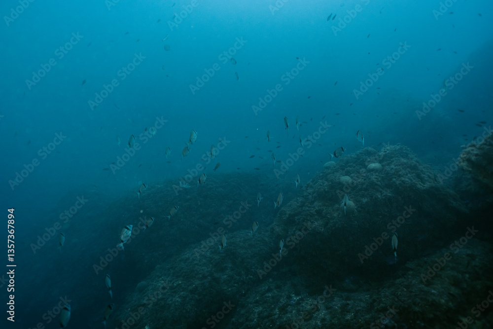 School of Common Two-Banded Seabream Diplodus vulgaris fish in depths in Mediterranean sea