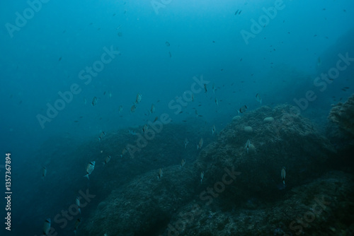 Obraz na płótnie School of Common Two-Banded Seabream Diplodus vulgaris fish in depths in Mediterranean sea w salonie