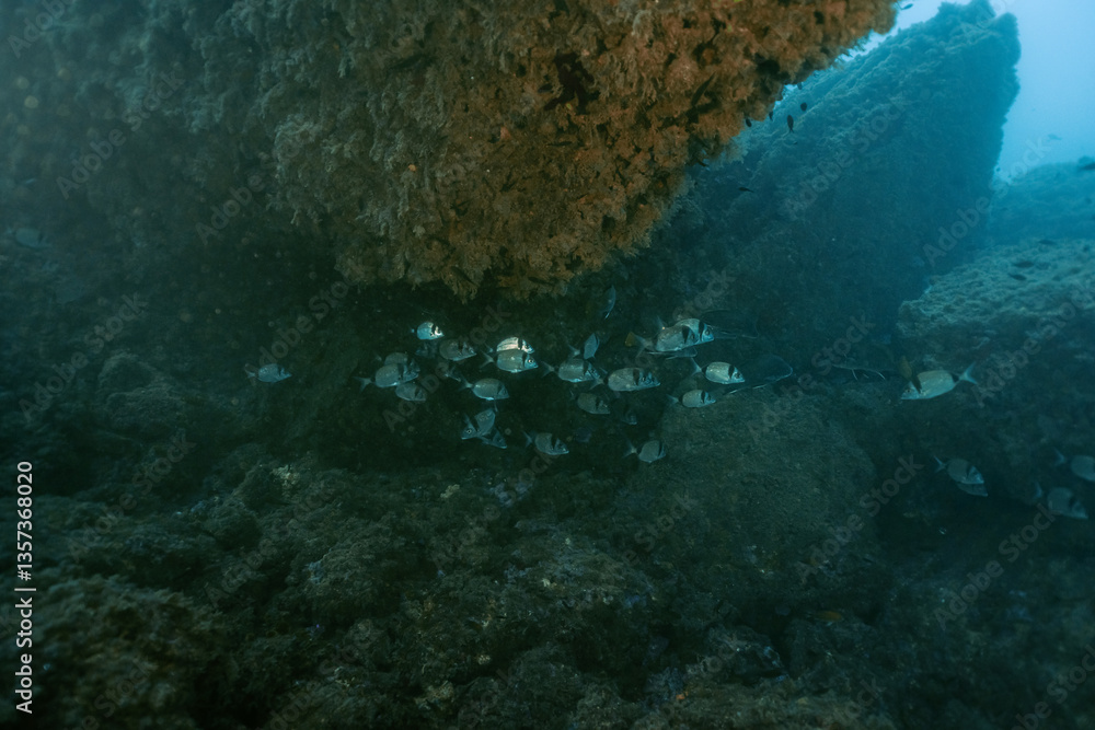 Underwater landscape with Common Two-Banded Seabream Diplodus vulgaris