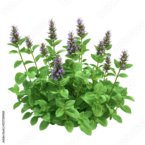 A 3D Water Mint Plant with Lush Green Leaves and Small Details Isolated on Transparent Background