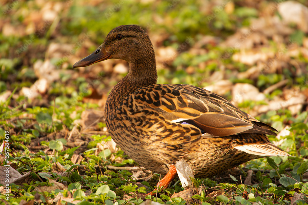 duck on the grass duck on the grass