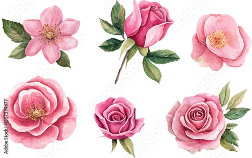 set of pink roses