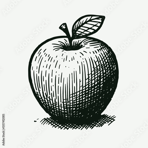 Detailed pencil sketch illustration of an apple on a light background  