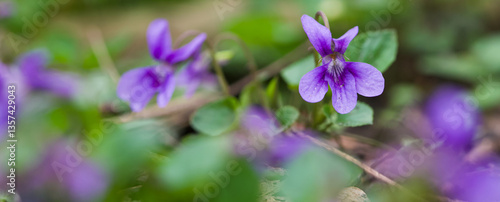Beautiful close-up of a viola reichenbachiana flower
