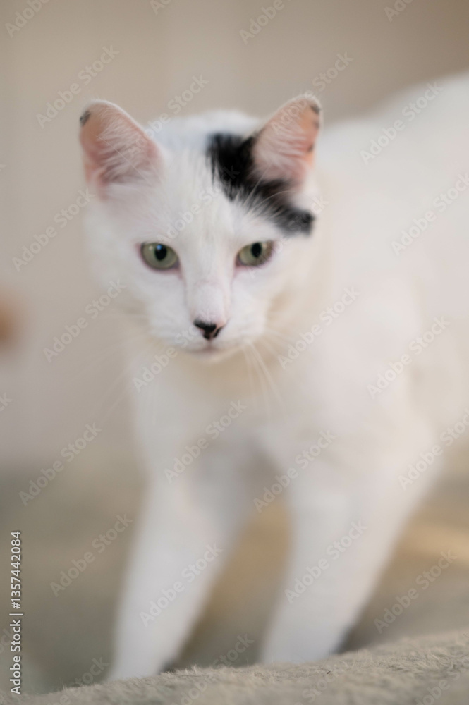 Fluffy White cat with spots close up Fluffy White cat with spots close up
