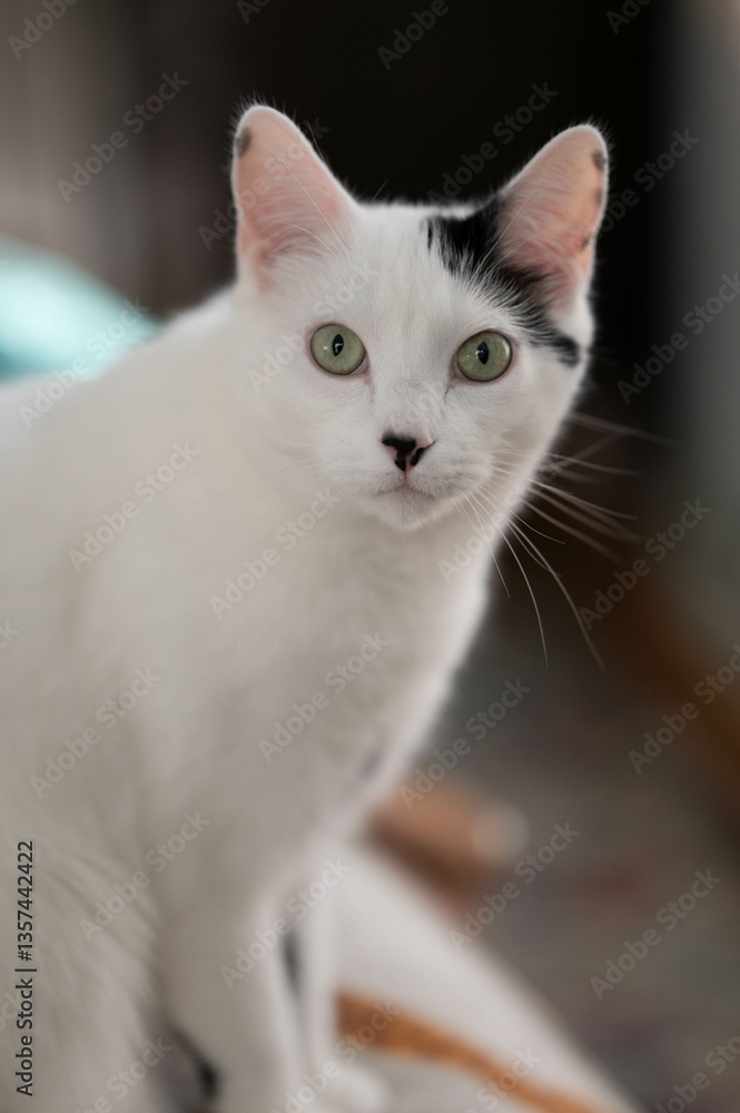 Fluffy White cat with spots close up Fluffy White cat with spots close up