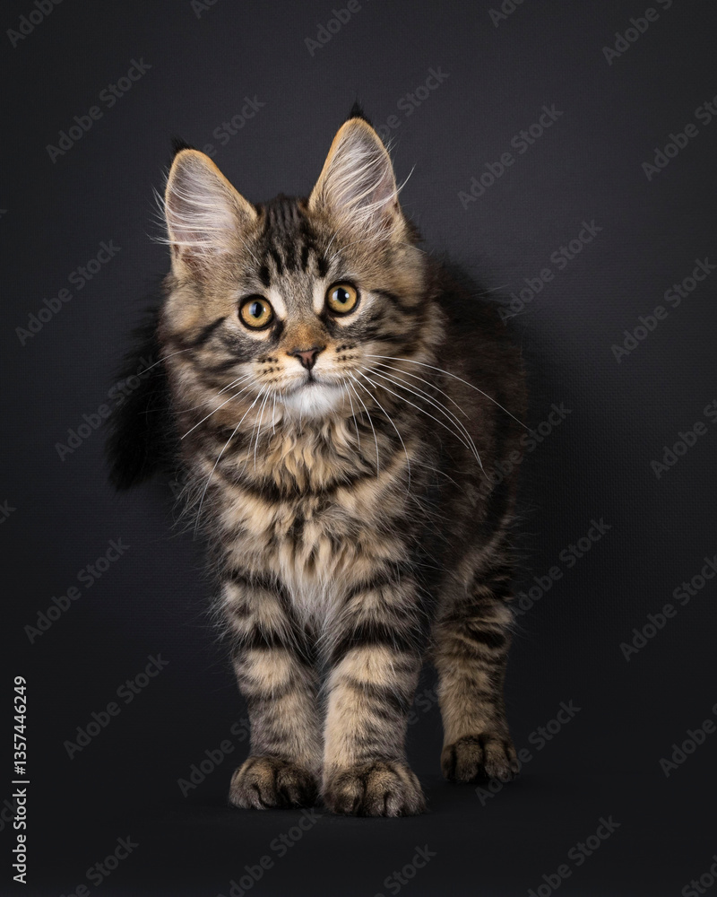 Expressive Maine Coon cat kitten, standing up facing front. Looking straight to camera. Isolated on a black background. Expressive Maine Coon cat kitten, standing up facing front. Looking straight to camera. Isolated on a black background.