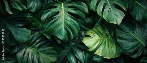 Wallpaper Mural Captivating Monstera Leaf Canopy in Lush Green Tones A Tropical Botanical Display of Natural Beauty and Serenity for Relaxation and Calm Torontodigital.ca