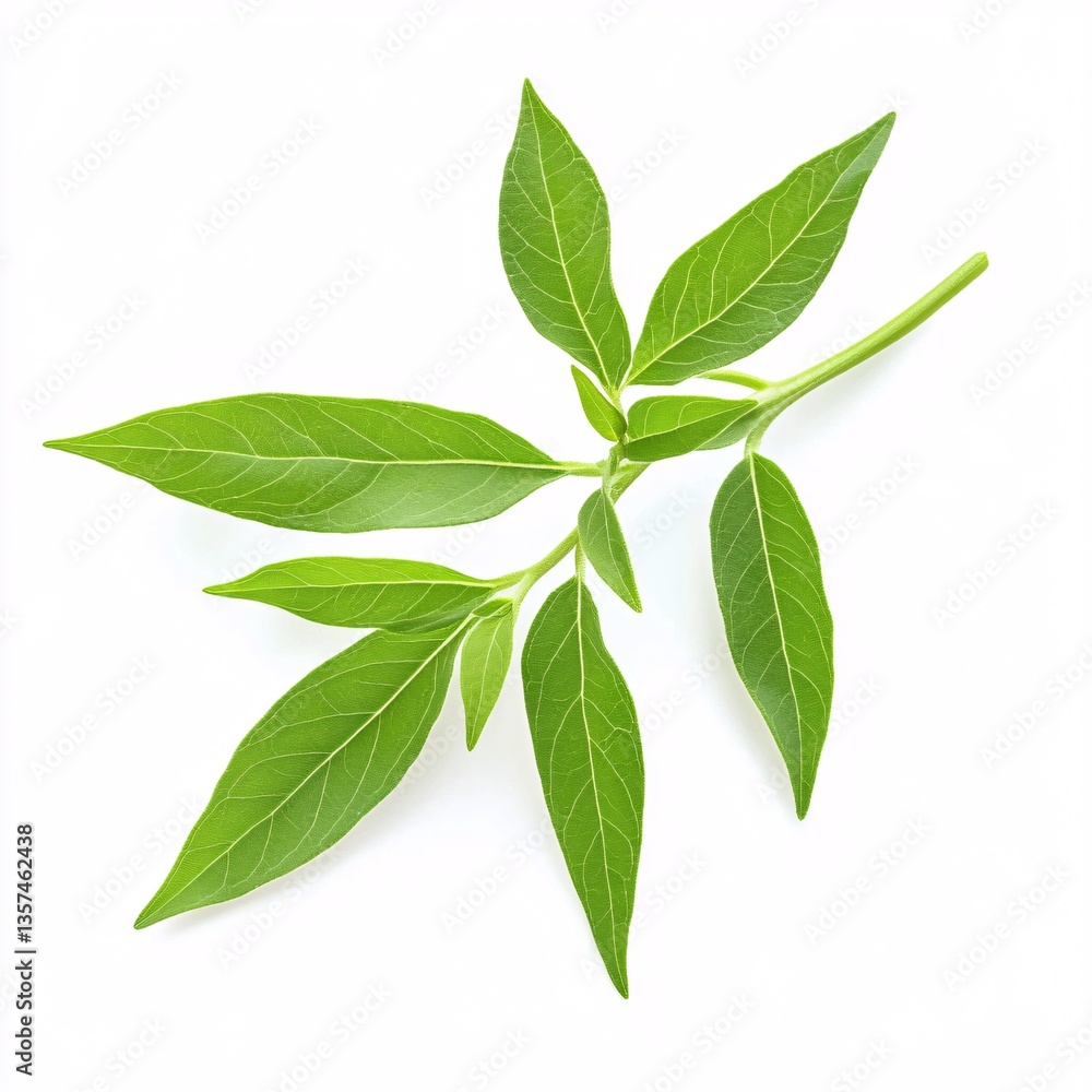 Vibrant Lemon Verbena Sprig Showcasing Unique Leaf Structure on White Vibrant Lemon Verbena Sprig Showcasing Unique Leaf Structure on White