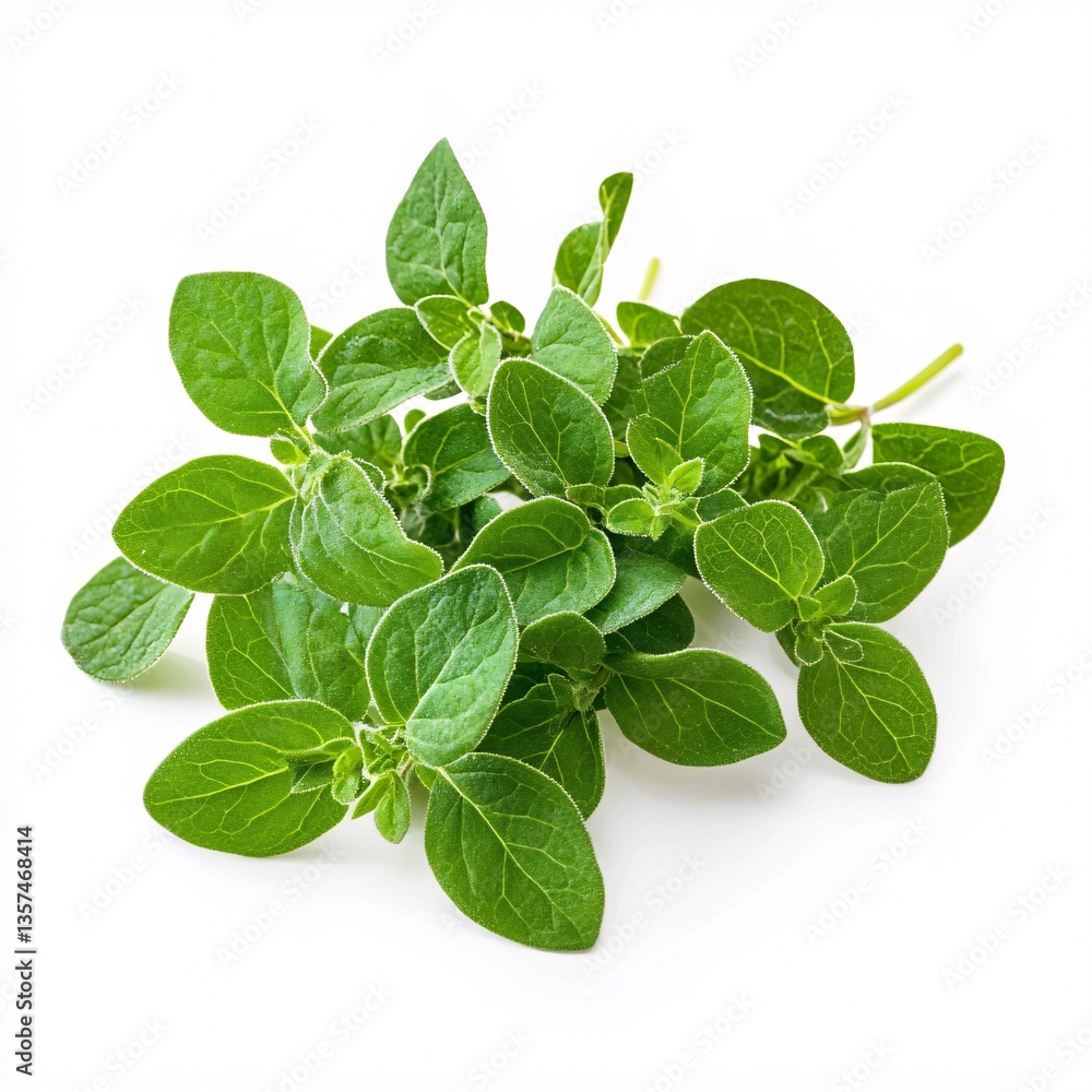 Highly detailed close-up of vibrant oregano leaves on white Highly detailed close-up of vibrant oregano leaves on white
