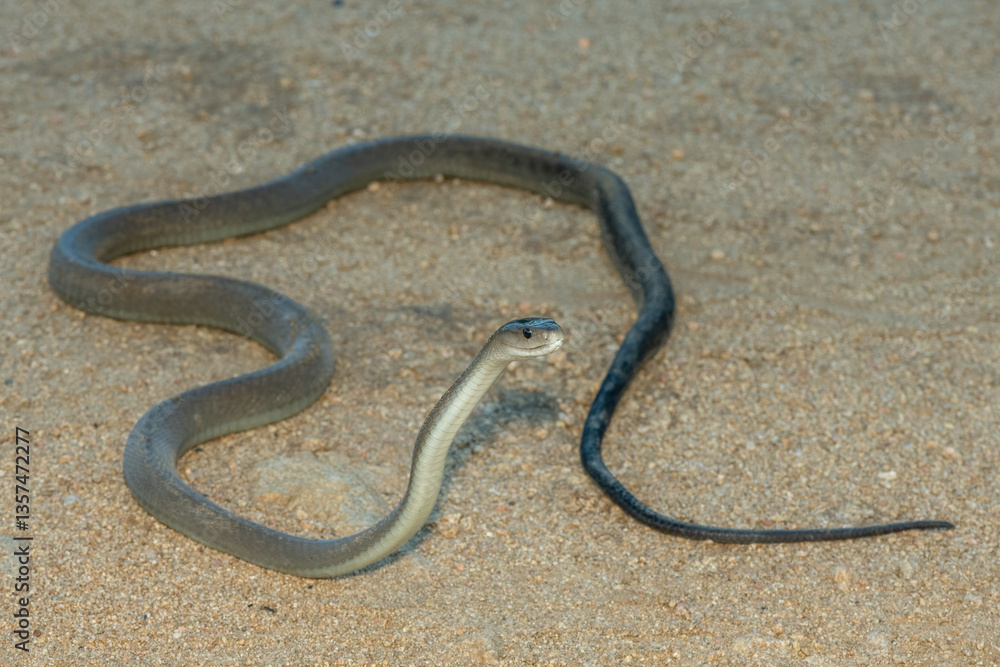 The highly feared black mamba (Dendroaspis polylepis), in a bushveld clearing in KwaZulu-Natal, South Africa The highly feared black mamba (Dendroaspis polylepis), in a bushveld clearing in KwaZulu-Natal, South Africa