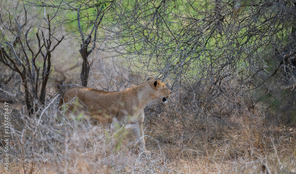 Obraz premium Löwin oder Löwe im Busch vom Krüger National Park - Kruger Nationalpark Südafrika