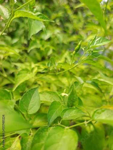 Wallpaper Mural fresh green leaves Torontodigital.ca