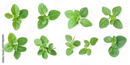 Fresh flat-leaf oregano leaves displayed elegantly on a pure white background