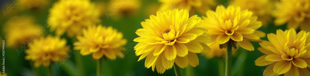 Close-up of vibrant yellow flowers blooming on aeonium plants, petals, botanical Close-up of vibrant yellow flowers blooming on aeonium plants, petals, botanical