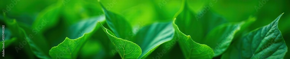 Close-up shot of lush green leaves in a macro background, texture, tropical Close-up shot of lush green leaves in a macro background, texture, tropical