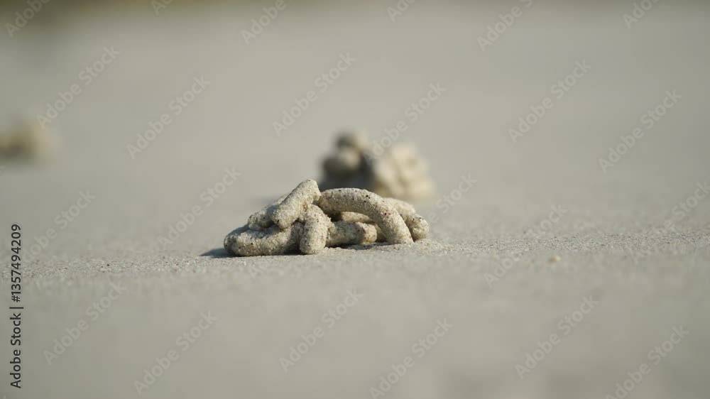 blow lugworm.
blow lugworm. Interesting phenomenon on the beaches. Time lapse. Sausages from sand. Movement of sand from a worm. blow lugworm.
blow lugworm. Interesting phenomenon on the beaches. Time lapse. Sausages from sand. Movement of sand from a worm.