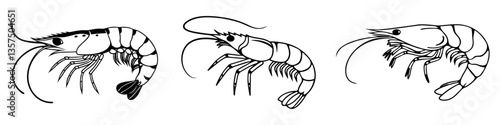Shrimp Illustration, Black and White Prawn Art, Seafood Vector, Crustacean Drawing, Marine Life Design, Ocean Creature Sketch, Detailed Lobster Outline.