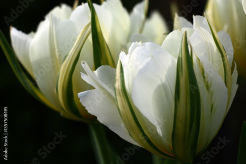 Sunny day in april. Delightful flowers of a tulip of a grade of Exotic Emperor.White on a dark background.