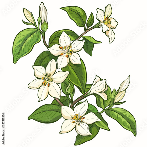 Jasmine on white 