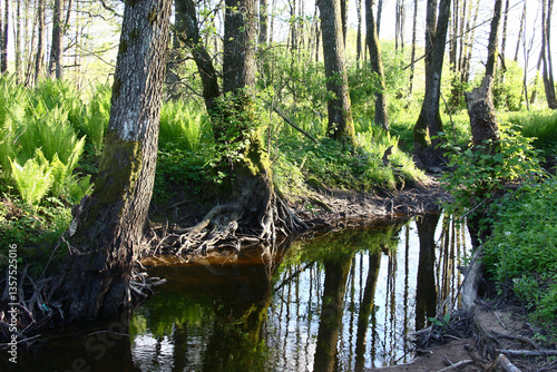 Solar spring evening. Fragment of the small river Nevda. Wild alder forest around. Trees with the bared roots ashore. Water cleared roots of the soil.