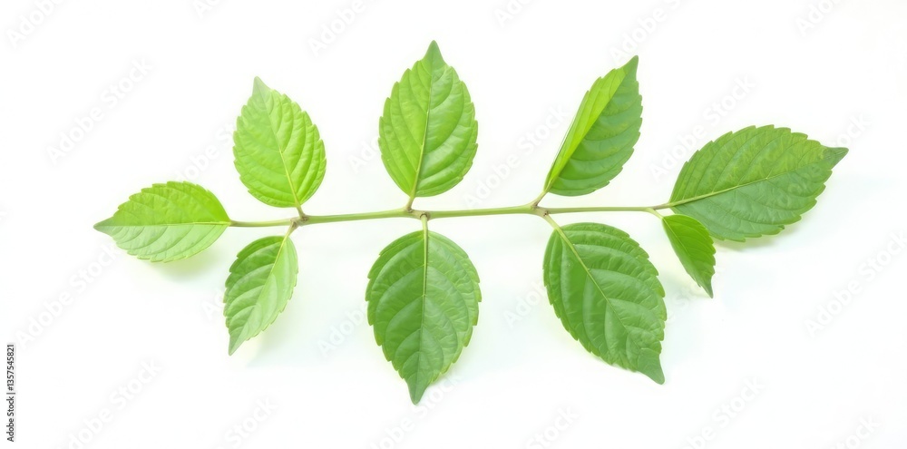 Single isolated branch on white background with delicate leaves and intricate veins, organic, natural, botanical
