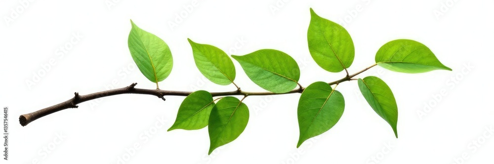 Single isolated branch with green leaves against white background, single, foliage, tree branch Single isolated branch with green leaves against white background, single, foliage, tree branch