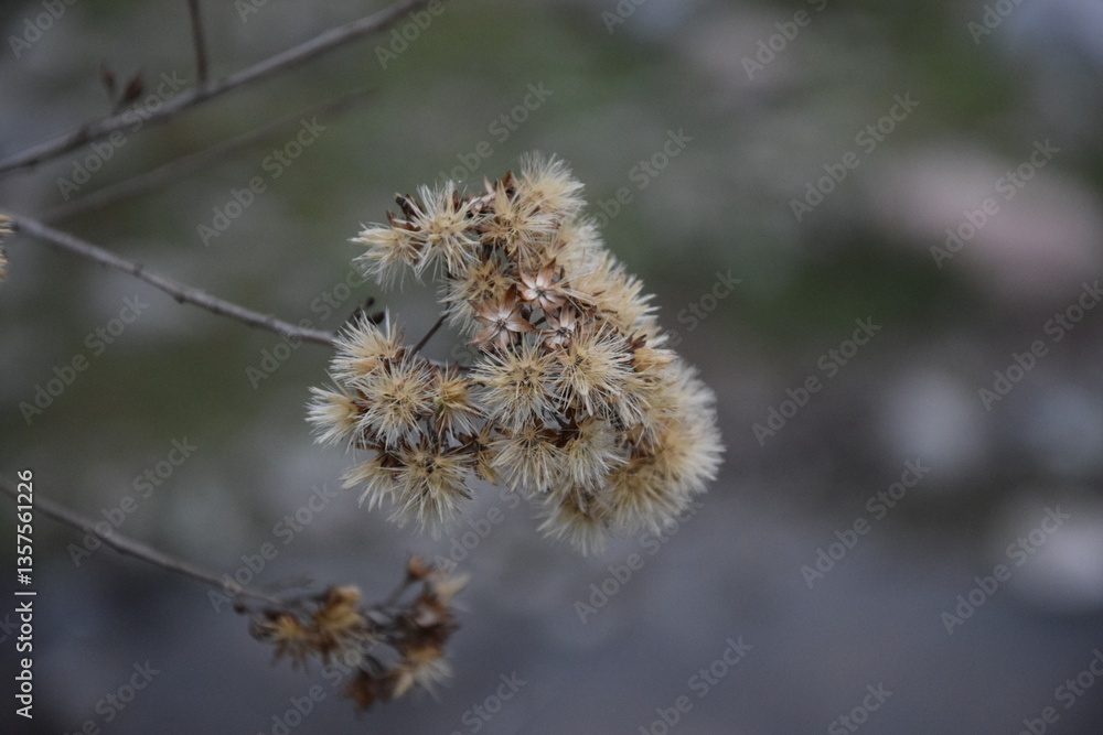 Obraz premium Flowers