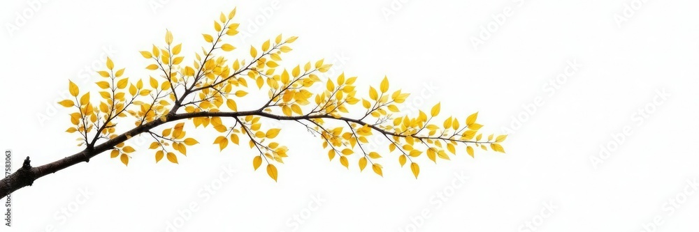 Long solitary aspen branch stretching towards sky, white background, branch Long solitary aspen branch stretching towards sky, white background, branch