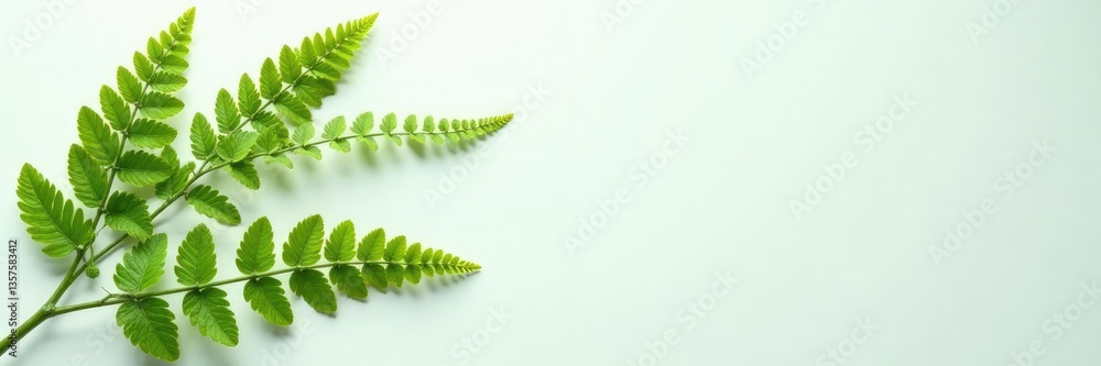 Loose fern fronds scattered across a plain white plate, arrangement, decorative Loose fern fronds scattered across a plain white plate, arrangement, decorative