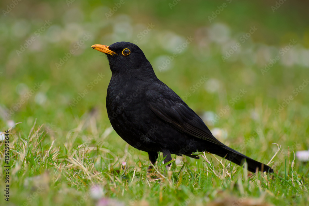 male common blackbird in the green grass close-up