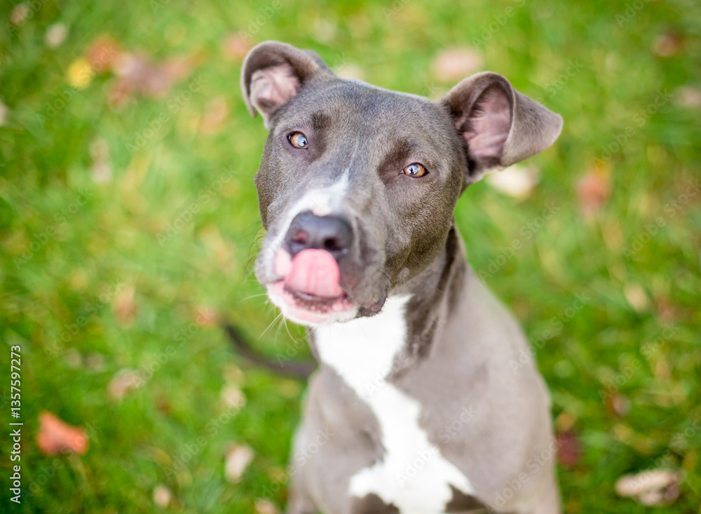 A Pit Bull Terrier mixed breed dog licking its lips A Pit Bull Terrier mixed breed dog licking its lips