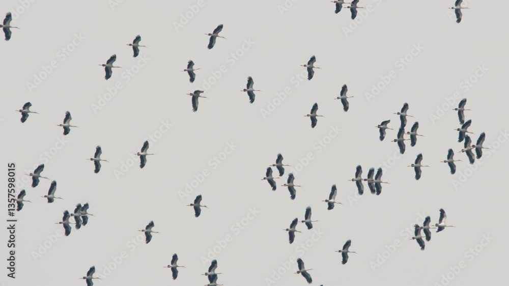 A large flock of birds glides through the clear blue sky, gracefully circling at a high altitude A large flock of birds glides through the clear blue sky, gracefully circling at a high altitude